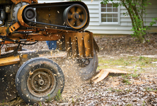 stump removal in Hayden