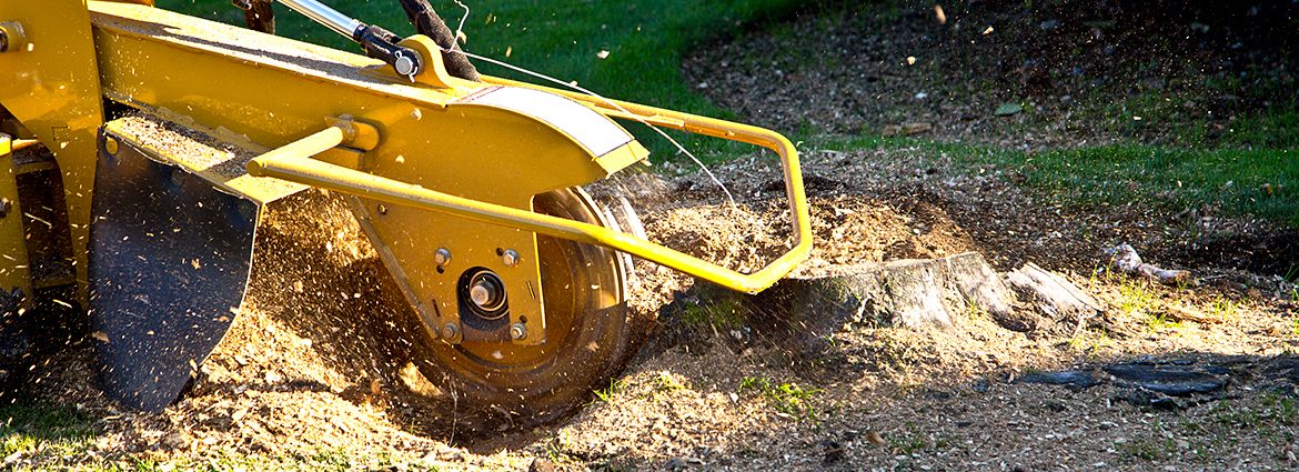 AZ Stump Removal